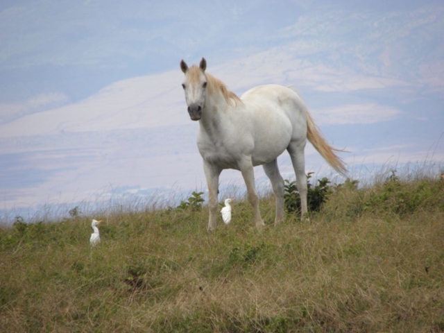 Horse - Dream Come True on Lanai