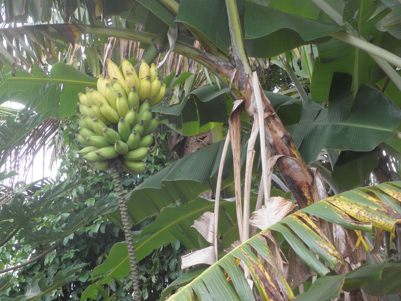 Lanai Vacation Rentals | Banana Tree